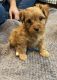 Yorkshire Terrier Puppies for sale in Corpus Christi, TX, USA. price: NA