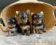 Yorkshire Terrier Puppies for sale in Sacramento County, CA, USA. price: NA