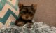 Yorkshire Terrier Puppies for sale in Dublin, CA 94568, USA. price: $3,000