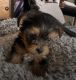 Yorkshire Terrier Puppies for sale in Albuquerque, NM, USA. price: $550