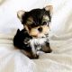 Yorkshire Terrier Puppies for sale in Council Bluffs, IA, USA. price: NA