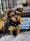 Yorkshire Terrier Puppies for sale in 15 Throop Ave, Brooklyn, NY 11206, USA. price: $1,500
