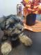 Yorkshire Terrier Puppies for sale in Lake Elsinore, CA, USA. price: NA