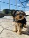 Yorkshire Terrier Puppies for sale in Orlando, FL, USA. price: NA