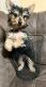 Yorkshire Terrier Puppies for sale in Belle Isle, FL 32812, USA. price: NA