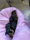 Yorkshire Terrier Puppies for sale in Citrus County, FL, USA. price: NA