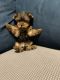 Yorkshire Terrier Puppies for sale in Davenport, FL, USA. price: NA