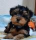 Yorkshire Terrier Puppies for sale in Belton, TX, USA. price: NA