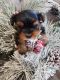 Yorkshire Terrier Puppies for sale in Durham, ON, Canada. price: $1,500
