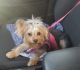 Yorkshire Terrier Puppies for sale in Arlington, TX 76006, USA. price: $120,000