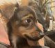 Yorkshire Terrier Puppies for sale in Isleton, CA, USA. price: NA