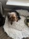 Yorkshire Terrier Puppies for sale in Cedar Hill, TX, USA. price: NA