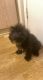Yorkshire Terrier Puppies for sale in Phoenix, AZ 85041, USA. price: $800