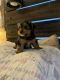 Yorkshire Terrier Puppies for sale in Soddy-Daisy, TN, USA. price: $500
