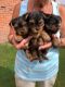 Yorkshire Terrier Puppies for sale in San Francisco, CA, USA. price: NA