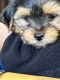 Yorkshire Terrier Puppies for sale in New Windsor, NY 12553, USA. price: NA