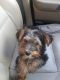 Yorkshire Terrier Puppies for sale in Garland, TX, USA. price: NA