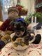 Yorkshire Terrier Puppies for sale in Burns, OR 97720, USA. price: $3,500