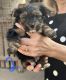 Yorkshire Terrier Puppies for sale in Lovelady, TX 75851, USA. price: $750