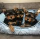 Yorkshire Terrier Puppies for sale in Alabama Ave, Brooklyn, NY 11207, USA. price: $1,000