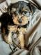 Yorkshire Terrier Puppies for sale in Denver, CO, USA. price: $5,500