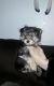 Yorkshire Terrier Puppies for sale in 8200 Jantzen Rd, Modesto, CA 95357, USA. price: $1,000