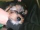 Yorkshire Terrier Puppies for sale in Phoenix, AZ, USA. price: $2,500