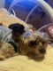 Yorkshire Terrier Puppies for sale in San Francisco, CA, USA. price: $1,300