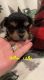 Yorkshire Terrier Puppies for sale in Grantsville, UT 84029, USA. price: $1,200