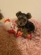 Yorkshire Terrier Puppies for sale in Venus, TX, USA. price: NA
