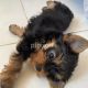 Yorkshire Terrier Puppies for sale in Springfield, IL, USA. price: $400