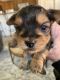 Yorkshire Terrier Puppies for sale in Redlands, CA, USA. price: NA