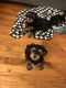 Yorkshire Terrier Puppies for sale in Gadsden, AL, USA. price: NA