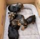 Yorkshire Terrier Puppies for sale in Dalkeith Dr, Virginia 23233, USA. price: NA