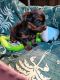 Yorkshire Terrier Puppies for sale in Jacksonville, GA 31544, USA. price: NA