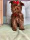 Yorkshire Terrier Puppies for sale in Fairview, TX 75069, USA. price: NA