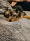 Yorkshire Terrier Puppies for sale in 2001 Inwood Rd, Dallas, TX 75235, USA. price: NA