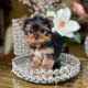 Yorkshire Terrier Puppies for sale in Orlando, FL, USA. price: NA