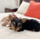 Yorkshire Terrier Puppies for sale in Tucson, AZ, USA. price: NA