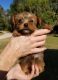 Yorkshire Terrier Puppies for sale in Williston, FL 32696, USA. price: NA