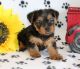 Yorkshire Terrier Puppies for sale in 10013 Foster Ave, Brooklyn, NY 11236, USA. price: $750