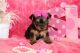 Yorkshire Terrier Puppies for sale in 10118 Avenue J, Brooklyn, NY 11236, USA. price: $680