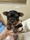 Yorkshire Terrier Puppies for sale in 3950 S 2820 E, Salt Lake City, UT 84124, USA. price: $1,000