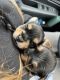 Yorkshire Terrier Puppies for sale in Tucson, AZ, USA. price: $1,600