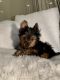Yorkshire Terrier Puppies for sale in Tucson, AZ, USA. price: $2,200