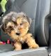 Yorkshire Terrier Puppies for sale in Austin, TX, USA. price: $600