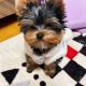 Yorkshire Terrier Puppies for sale in Bentleyville, OH, USA. price: NA