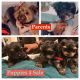 Yorkshire Terrier Puppies for sale in Miramar, FL, USA. price: NA