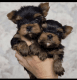 Yorkshire Terrier Puppies for sale in Phoenix, AZ, USA. price: $420