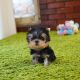 Yorkshire Terrier Puppies for sale in California City, CA, USA. price: $400